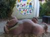 Steinskulptur liegende Bär im Sandkasten